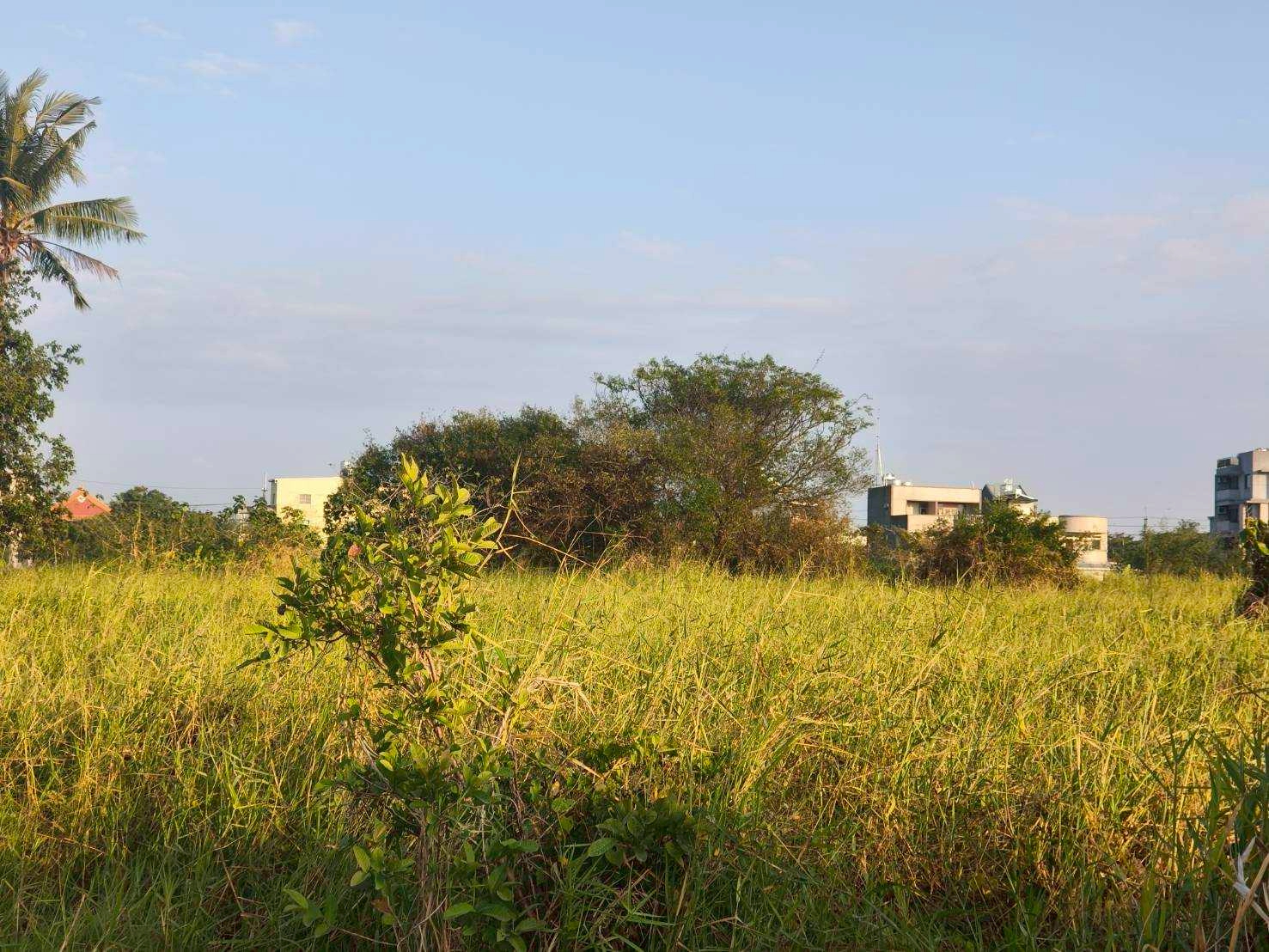 沙崙段近300坪農地