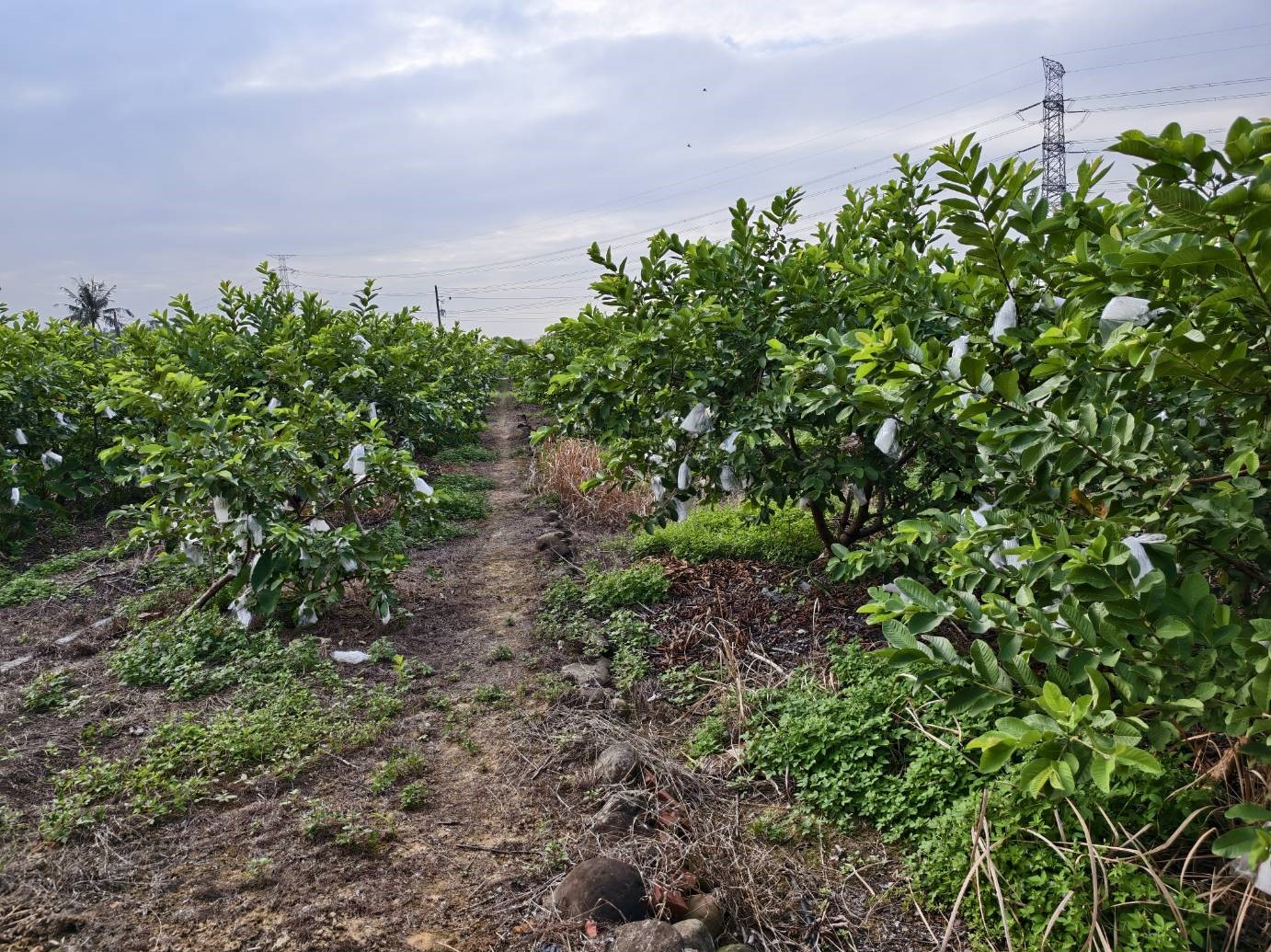 專!玉井雙面臨路漂亮農地