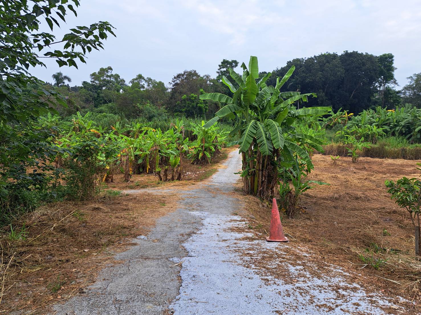 新化高爾夫球旁健身農地