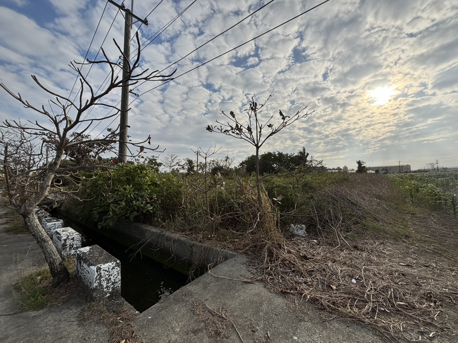 學甲中洲國小漂亮農地